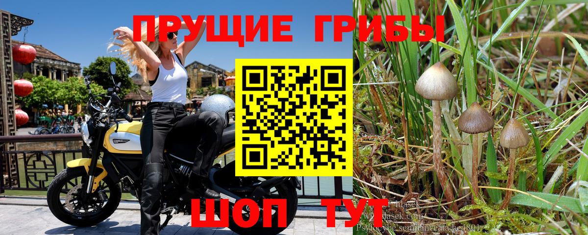 Галлюциногенные грибы Magic Shrooms  Вход с VPN  Псилоцибиновые грибы Magic Shrooms  Отрадное 